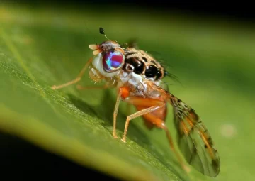 Detectada la mosca de la fruta o mediterránea en zona de Punta Cana