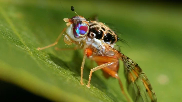 Detectada la mosca de la fruta o mediterránea en zona de Punta Cana