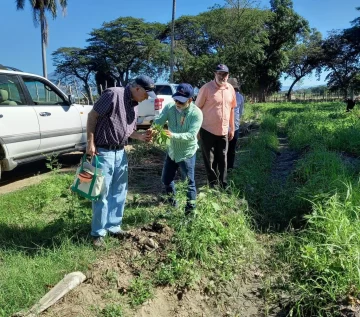 Especialista internacional evalúa daños en habichuelas en San Juan