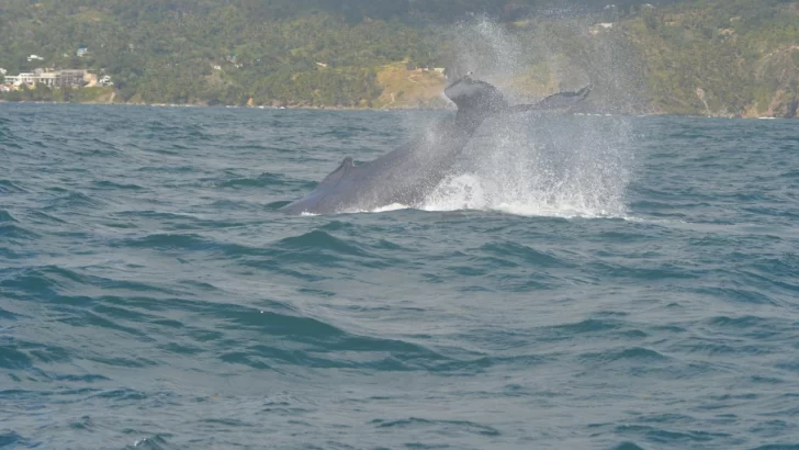 Divisar los colosos en la inmensidad del Atlántico: las ballenas jorobadas que dinamizan la economía de Samaná