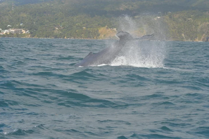 Divisar los colosos en la inmensidad del Atlántico: las ballenas jorobadas que dinamizan la economía de Samaná