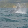 Divisar los colosos en la inmensidad del Atlántico: las ballenas jorobadas que dinamizan la economía de Samaná
