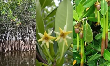 El mangle rojo de humedal en Las Terrenas no fue afectado por herbicidas