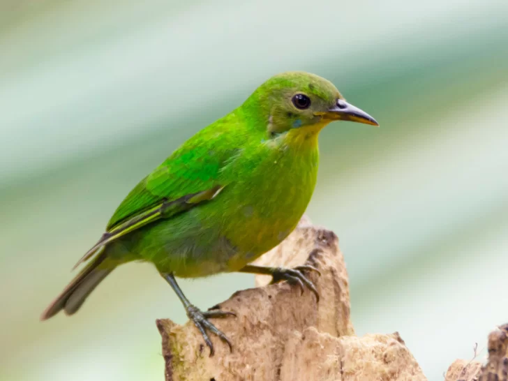 Mitad macho, mitad hembra: el extraño pájaro avistado en Colombia