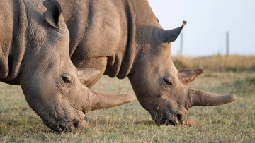 La fertilización in vitro sin precedentes que puede salvar de la extinción al rinoceronte blanco del norte