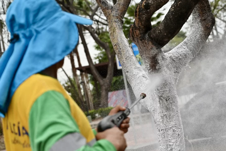La voraz cochinilla amenaza desde los árboles de Guayaquil hasta el plátano ecuatoriano