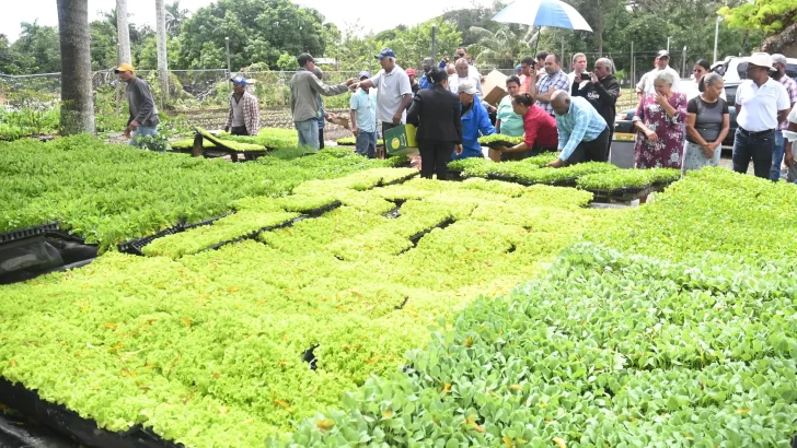 Distribuyen 300,000 plantas hortalizas a productores Nordeste