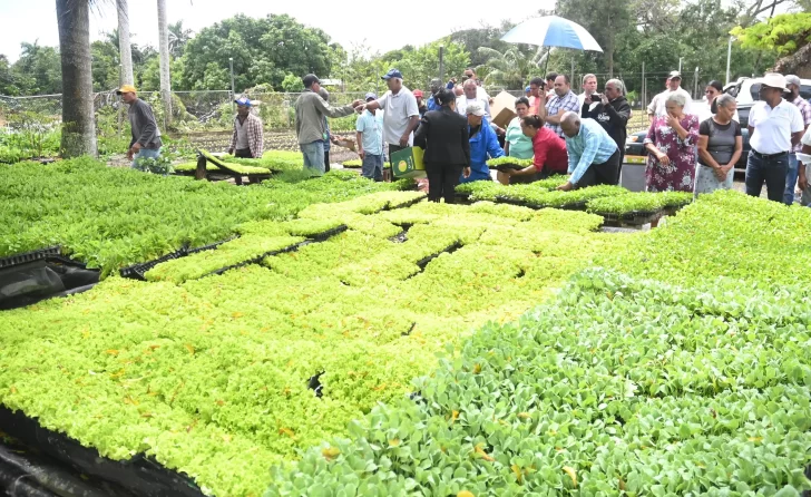 Distribuyen 300,000 plantas hortalizas a productores Nordeste