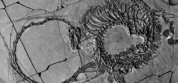 El espectacular fósil de un dinosaurio “dragón” descubierto en China