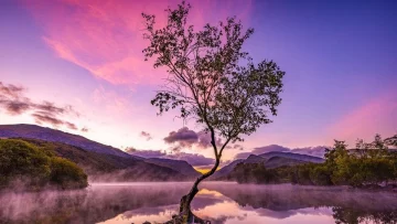 El “árbol solitario” y otras espectaculares imágenes de la naturaleza premiadas