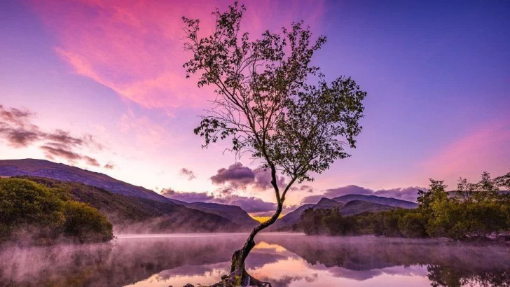 El “árbol solitario” y otras espectaculares imágenes de la naturaleza premiadas