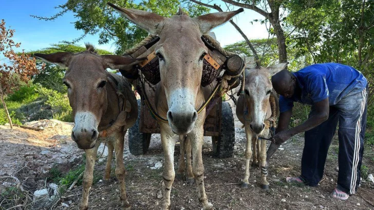 El negocio cosmético detrás de la matanza de millones de burros que se produce cada año