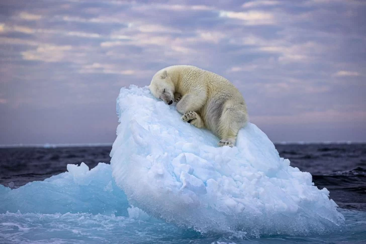 'Cama de hielo': la conmovedora foto de un oso durmiendo que ganó el concurso de fotografía del Museo de Historia Natural de Londres