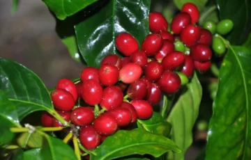En Loma de Panzo, Neiba, se cultivó café por primera vez en la parte española de la isla
