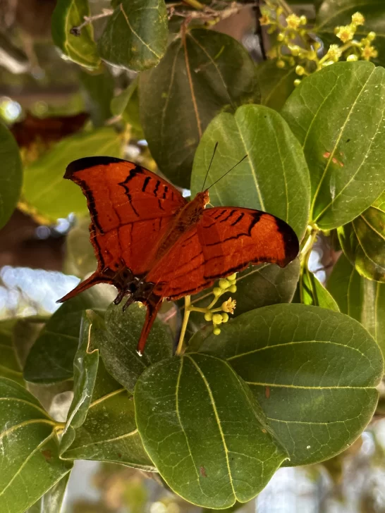 Grupo Piñero y Jardín Botánico de Santo Domingo presentan el proyecto de restauración ambiental