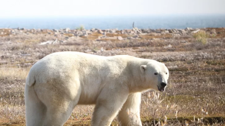 Los osos polares corren el riesgo de morir de inanición si el verano ártico se alarga