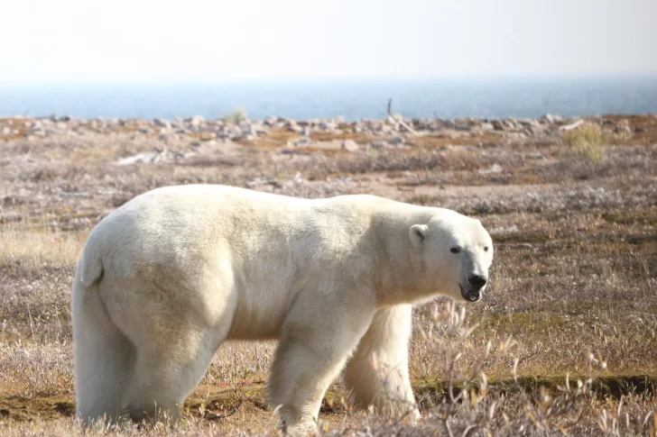 Los-osos-polares-corren-el-riesgo-de-morir-de-inanicion-si-el-verano-artico-se-alarga.-EFE-728x485