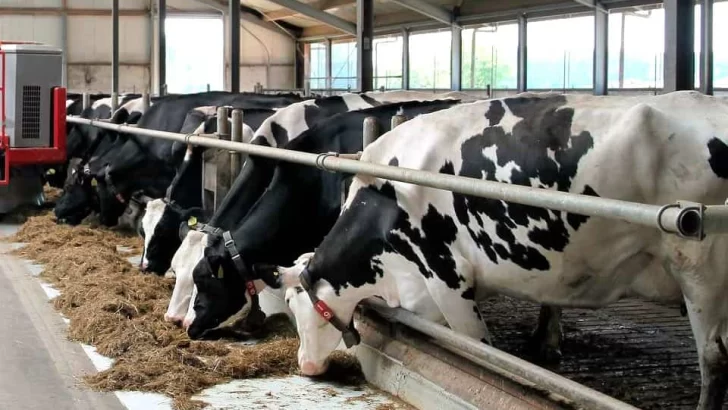 Eric Rivero  informa programa de ganadería hace 16 mil inseminaciones a vacas