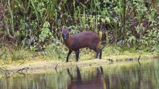 Pudú de la yunga: el hallazgo en Perú de una nueva especie de mamífero