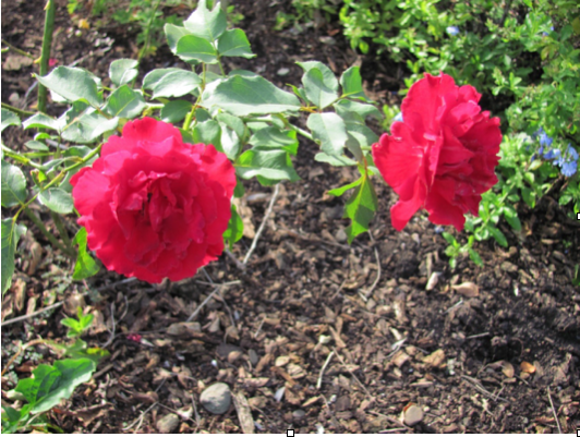 La rosa como arquetipo