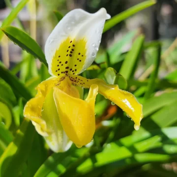 Exposicion-de-Orquideas-2-2024-728x728