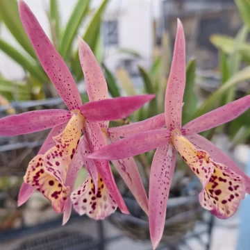 Jardín Botánico y Sociedad de Orquideología celebran “El rincón de las orquídeas”