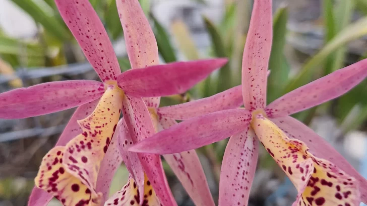 Jardín Botánico y Sociedad de Orquideología celebran “El rincón de las orquídeas”