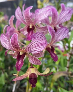 Exposicion-de-Orquideas-8-2024-578x728