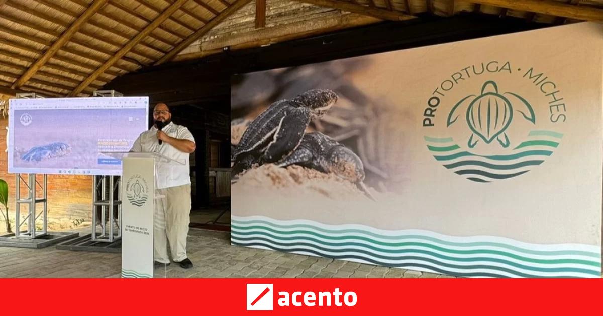 Inicia La Temporada De Anidaci N De Tortugas Marinas 2024 En Miches   Portortuga OG 