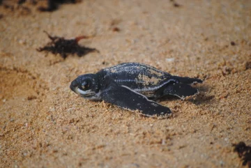 Decomisan 259 libras de tortuga tinglar, especie en peligro de extinción