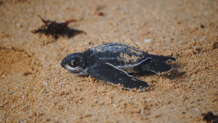 Fundación Eco-Bahia destaca el nacimiento de más de 191,500 crías de tortugas marinas