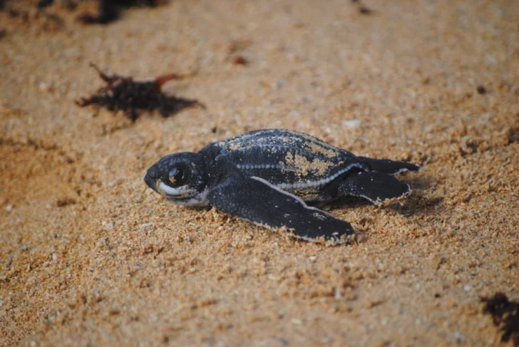 Fundación Eco-Bahia destaca el nacimiento de más de 191,500 crías de tortugas marinas