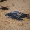 Conservar para no perder: la carrera contrarreloj por proteger los nidos de tortuga