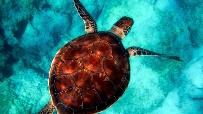Medio Ambiente establece área de protección marina de 18.4 kilómetros cuadrados para tortugas en Laguna Arrecifal de Bávaro
