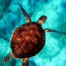 Medio Ambiente establece área de protección marina de 18.4 kilómetros cuadrados para tortugas en Laguna Arrecifal de Bávaro