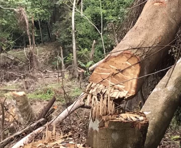 Prisión preventiva contra dos hermanos acusados de depredar la reserva natural Las Neblinas