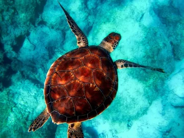 Medio Ambiente declara nueva área protegida marina para conservación de tortugas en Laguna Arrecifal de Bávaro