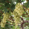 Empieza en Baní cosecha de uvas