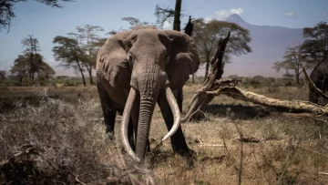 'No es broma”: por qué Botswana amenaza con enviar 20.000 elefantes a Alemania