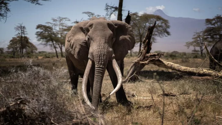 'No es broma”: por qué Botswana amenaza con enviar 20.000 elefantes a Alemania