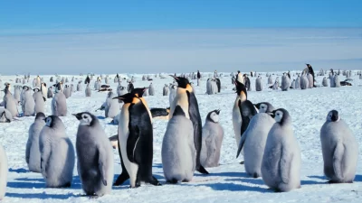 En la Antártida, los pingüinos emperador están sufriendo el calentamiento global