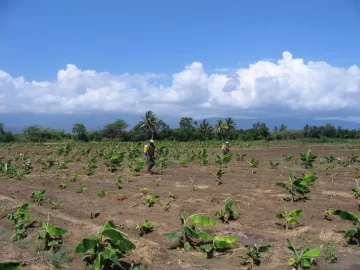 FAO ayuda a zona de Pedernales con agricultura para el turismo