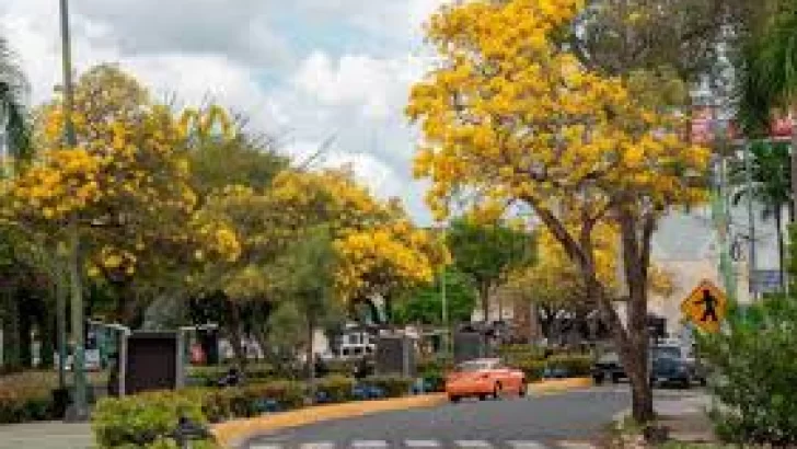 Fundéu Guzmán Ariza: “roble amarillo”, en minúscula