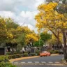 Fundéu Guzmán Ariza: “roble amarillo”, en minúscula