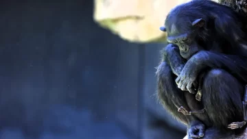 El emotivo duelo de Natalia, la chimpancé que no quiere separarse de su cría muerta hace 3 meses