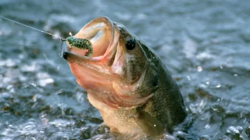 Por qué los peces se están achicando y cómo puede afectarnos este fenómeno