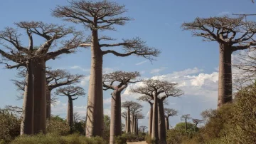 Científicos resuelven el misterio detrás de los antiquísimos baobabs, los 