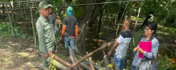 Medio Ambiente contra alcalde de SFM por cortar árboles protegidos