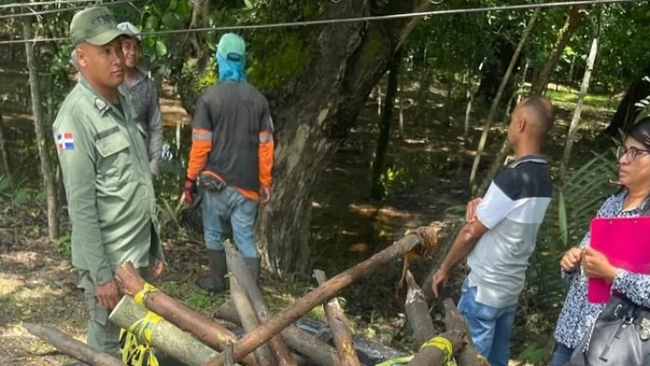 Medio Ambiente contra alcalde de SFM por cortar árboles protegidos