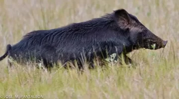 Cerdo-cimarron.-Fotografia-de-Jose-Miguel-Pantaleon.-728x404